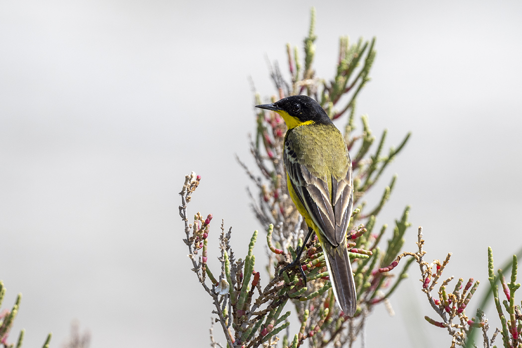 Western Yellow Wagtail